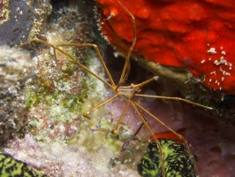 Yellowline Arrow Crab IMG 4631